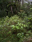 Young ha`iwale Mature form,Habitat,Species in habitat shot,Critically Endangered,North America,Terrestrial,Mountains,Cyrtandra,Gesneriaceae,Tracheophyta,Scrophulariales,Photosynthetic,IUCN Red List,Plantae,Magnoliop