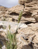 Enneapogon desvauxii seeds Mature form,Enneapogon,Terrestrial,Plantae,Liliopsida,Gramineae,Tracheophyta,North America,South America,Cyperales,Photosynthetic