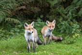 Red foxes at edge of forest Chordates,Chordata,Mammalia,Mammals,Carnivores,Carnivora,Dog, Coyote, Wolf, Fox,Canidae,Asia,Africa,Common,Riparian,Terrestrial,Animalia,vulpes,Omnivorous,Vulpes,Urban,Europe,Temperate,Mountains,Agric