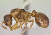 Myrmica quebecensis specimen, side view North America,Hymenoptera,Terrestrial,Omnivorous,IUCN Red List,Insecta,Vulnerable,Arthropoda,Myrmica,Animalia,Formicidae