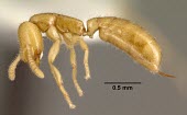 Dracula ant specimen, lateral view Tropical,Terrestrial,Africa,Formicidae,venatrix,Critically Endangered,Hymenoptera,Adetomyrma,Carnivorous,Insecta,Arthropoda,Animalia,IUCN Red List