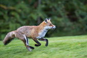 Red fox running Chordates,Chordata,Mammalia,Mammals,Carnivores,Carnivora,Dog, Coyote, Wolf, Fox,Canidae,Asia,Africa,Common,Riparian,Terrestrial,Animalia,vulpes,Omnivorous,Vulpes,Urban,Europe,Temperate,Mountains,Agric