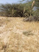 Pan dropseed with seed heads Habitat,Seeds,Mature form,Species in habitat shot,Desert,Liliopsida,Not Evaluated,Africa,Asia,Terrestrial,IUCN Red List,Tracheophyta,Gramineae,Sporobolus,Plantae,Cyperales,Photosynthetic