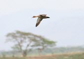 Philippine duck in flight Locomotion,Flying,Chordates,Chordata,Ducks, Geese, Swans,Anatidae,Waterfowl,Anseriformes,Aves,Birds,Animalia,Tropical,Wetlands,Terrestrial,Ponds and lakes,Coastal,Anas,Vulnerable,Sub-tropical,Asia,Man