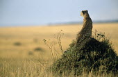 Cheetah (Acinonyx jubatus) on look-out from termite hill, Masai Mara National Reserve, Kenya Chordates,Chordata,Carnivores,Carnivora,Mammalia,Mammals,Felidae,Cats,jubatus,Savannah,Appendix I,Africa,Acinonyx,Critically Endangered,Carnivorous,Terrestrial,Animalia,Endangered,Scrub,Vulnerable,IUC