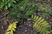 Florida arrowroot plant Mature form,Leaves,Plantae,Near Threatened,Terrestrial,North America,Zamia,Photosynthetic,Cycadales,Zamiaceae,Tracheophyta,integrifolia,Cycadopsida,IUCN Red List