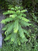 Cigar-box wood sapling Leaves,Immature form,Cedrela,Terrestrial,Tracheophyta,Vulnerable,Tropical,North America,Sapindales,Photosynthetic,South America,Meliaceae,odorata,Magnoliopsida,Plantae,Appendix III,IUCN Red List