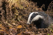 European badger in autumnal oak woods Carnivores,Carnivora,Mammalia,Mammals,Chordates,Chordata,Weasels, Badgers and Otters,Mustelidae,Europe,meles,Temperate,Animalia,Meles,Coastal,Species of Conservation Concern,Scrub,Wildlife and Conserv