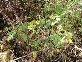 Bidens campylotheca waihoiensis Mature form,Terrestrial,Photosynthetic,Asterales,Tracheophyta,Vulnerable,IUCN Red List,Compositae,North America,Critically Endangered,Plantae,Tropical,Magnoliopsida,Bidens