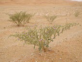 Fagonia indica in habitat Flower,Habitat,Species in habitat shot,Leaves,Mature form,Not Evaluated,Fagonia,Asia,Photosynthetic,Terrestrial,Indian,Tracheophyta,Equisetopsida,Zygophyllaceae,Zygophyllales,Desert,Plantae