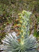 Eke silversword flowers Flower,Mature form,Compositae,Tracheophyta,Wetlands,Argyroxiphium,caliginis,Asterales,Terrestrial,Plantae,Magnoliopsida,Pacific,Vulnerable,Photosynthetic,IUCN Red List