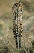 Serval cat (Felis serval) hunting, Masai Mara National Reserve, Kenya