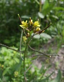 Erucastrum arabicum flowering Species in habitat shot,Flower,Habitat,Mature form,Europe,Erucastrum,Plantae,Desert,IUCN Red List,Cruciferae,Africa,Asia,Tracheophyta,Terrestrial,Magnoliopsida,Photosynthetic,Capparales,Not Evaluated