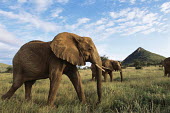 African elephants on the move at dawn Elephants,Elephantidae,Chordates,Chordata,Elephants, Mammoths, Mastodons,Proboscidea,Mammalia,Mammals,Appendix I,Africa,Appendix II,Savannah,Herbivorous,Terrestrial,Animalia,Convention on Migratory Sp