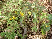 Bidens campylotheca waihoiensis Hank Oppenheimer/ Plant Extinction Prevention Program Mature form,Flower,Terrestrial,Photosynthetic,Asterales,Tracheophyta,Vulnerable,IUCN Red List,Compositae,North America,Critically Endangered,Plantae,Tropical,Magnoliopsida,Bidens