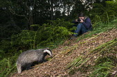 Man photographing European badger in oak woods at twilight Carnivores,Carnivora,Mammalia,Mammals,Chordates,Chordata,Weasels, Badgers and Otters,Mustelidae,Europe,meles,Temperate,Animalia,Meles,Coastal,Species of Conservation Concern,Scrub,Wildlife and Conserv