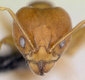 Sri Lankan relict ant specimen, head detail Critically Endangered,Asia,Formicidae,Hymenoptera,simoni,Terrestrial,Insecta,Aneuretus,Animalia,Herbivorous,Forest,Arthropoda,IUCN Red List