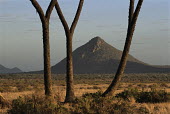 View north through doum palm