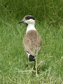 Spur-winged lapwing, rear view Adult,Chordates,Chordata,Aves,Birds,Ciconiiformes,Herons Ibises Storks and Vultures,Charadriidae,Lapwings, Plovers,Vanellus,Charadriiformes,Aquatic,Flying,Agricultural,Europe,Coastal,Asia,Wetlands,Lea