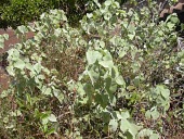 Mature kooloaula Mature form,Leaves,Scrub,Critically Endangered,Malvales,North America,Malvaceae,menziesii,Tracheophyta,Magnoliopsida,Photosynthetic,Plantae,Abutilon,IUCN Red List