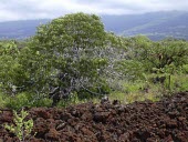 Koaia in habitat Habitat,Species in habitat shot,Mature form,Terrestrial,North America,Photosynthetic,koaia,Leguminosae,Vulnerable,Plantae,Fabales,Tracheophyta,Magnoliopsida,Scrub,Acacia,IUCN Red List