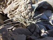 Dichanthium foveolatum Mature form,Asia,Not Evaluated,Photosynthetic,Poales,Dichanthium,Liliopsida,Plantae,Poaceae,Terrestrial,Tracheophyta,Africa