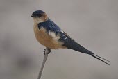 Red-rumped swallow on a branch Adult,Habitat,Species in habitat shot,Omnivorous,Agricultural,Scrub,Europe,Rock,Hirundo,daurica,Africa,Asia,Terrestrial,Least Concern,Chordata,Passeriformes,Aves,Wetlands,Flying,Hirundinidae,Mountains