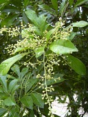 Chinese perfume tree in flower Mature form,Flower,Magnoliopsida,odorata,Photosynthetic,Plantae,Coniferous,Asia,Meliaceae,Aglaia,Sapindales,Near Threatened,Terrestrial,Tracheophyta,IUCN Red List