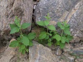 Scrophularia arguta Species in habitat shot,Habitat,Tracheophyta,Magnoliopsida,Scrophulariaceae,IUCN Red List,Terrestrial,Scrophularia,Not Evaluated,Asia,Photosynthetic,Plantae,Scrophulariales