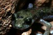 Close up of a Supramonte cave salamander Adult,Endangered,Plethodontidae,Animalia,Carnivorous,Europe,supramontis,Amphibia,Terrestrial,Aquatic,Speleomantes,Caudata,Chordata,Temperate,IUCN Red List