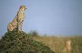 Cheetah (Acinonyx jubatus) on look-out from termite hill, Masai Mara National Reserve, Kenya Chordates,Chordata,Carnivores,Carnivora,Mammalia,Mammals,Felidae,Cats,jubatus,Savannah,Appendix I,Africa,Acinonyx,Critically Endangered,Carnivorous,Terrestrial,Animalia,Endangered,Scrub,Vulnerable,IUC