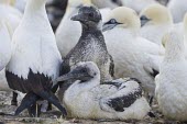 Cape gannet chicks Species in habitat shot,Habitat,Chick,Terrestrial,Sulidae,Shore,Carnivorous,Atlantic,Aves,Ocean,Indian,Vulnerable,Africa,Coastal,Flying,Pelecaniformes,Chordata,Animalia,Morus,capensis,IUCN Red List