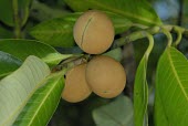 Myristica ceylanica var. cagayanensis fruit Fruits or berries,Terrestrial,Forest,Africa,Tracheophyta,Myristicaceae,Magnoliales,Vulnerable,Plantae,Myristica,Magnoliopsida,Photosynthetic,IUCN Red List