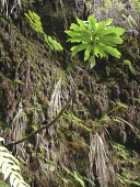 Young Cyanea procera Mature form,Campanulales,Plantae,Terrestrial,Cyanea,Magnoliopsida,IUCN Red List,Photosynthetic,Campanulaceae,North America,Tracheophyta,Critically Endangered