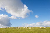 Blackface sheep on South Downs