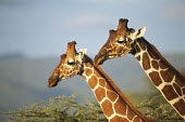 Reticulated giraffes