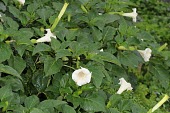 Datura metel Flower,Mature form,Leaves,Terrestrial,Plantae,Solanaceae,Magnoliopsida,Not Evaluated,Photosynthetic,Tracheophyta,Solanales,Asia,Datura