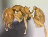 Sri Lankan relict ant specimen, lateral view Critically Endangered,Asia,Formicidae,Hymenoptera,simoni,Terrestrial,Insecta,Aneuretus,Animalia,Herbivorous,Forest,Arthropoda,IUCN Red List