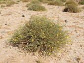 Pulicaria undulata in habitat Species in habitat shot,Habitat,Compositae,Africa,Photosynthetic,Asterales,Terrestrial,Plantae,Magnoliopsida,Pulicaria,Tracheophyta