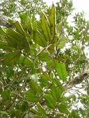 Mahoe leaves, var. auwahiensis Mature form,Leaves,Plantae,Critically Endangered,Forest,Magnoliopsida,macrococcus,Tracheophyta,Sapindaceae,Alectryon,Photosynthetic,North America,Sapindales,IUCN Red List