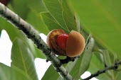 Myristica ceylanica var. cagayanensis fruit Fruits or berries,Terrestrial,Forest,Africa,Tracheophyta,Myristicaceae,Magnoliales,Vulnerable,Plantae,Myristica,Magnoliopsida,Photosynthetic,IUCN Red List