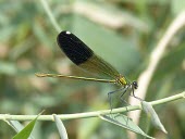 Syrian demoiselle, female Terrestrial,Calopteryx,Insecta,Aquatic,IUCN Red List,syriaca,Fresh water,Asia,Calopterygidae,Odonata,Carnivorous,Animalia,Endangered,Arthropoda,Flying