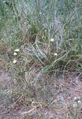 Lactuca dissecta flowering Species in habitat shot,Flower,Habitat,Leaves,Mature form,Asia,Compositae,Asterales,Tracheophyta,Lactuca,Magnoliopsida,Terrestrial,Plantae,Photosynthetic