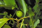 Seed/fruit of sandalwood Fruits or berries,Seeds,Magnoliopsida,Plantae,Vulnerable,Forest,Tracheophyta,Santalum,Asia,Santalales,Santalaceae,Parasitic/parasitoid,Australia,album,Photosynthetic,IUCN Red List