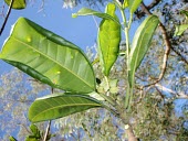 Melicope hawaiensis leaves Mature form,Leaves,Sapindales,Photosynthetic,IUCN Red List,Rutaceae,Melicope,Terrestrial,North America,Tracheophyta,Magnoliopsida,Plantae,Vulnerable,Forest