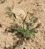 Eragrostis cilianensis Mature form,Magnoliophyta,Flowering Plants,Poaceae,Grasses,Poales,Monocots,Liliopsida,Plantae,Terrestrial,Africa,Europe,Tracheophyta,Cyperales,Asia,Gramineae,Photosynthetic,Eragrostis