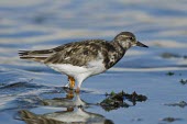 Ruddy turnstone in water Habitat,Adult,Species in habitat shot,Sandpipers, Phalaropes,Scolopacidae,Chordates,Chordata,Aves,Birds,Ciconiiformes,Herons Ibises Storks and Vultures,Carnivorous,Ocean,Terrestrial,Tundra,Pacific,Aqu