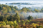 Heathland and forest dawn