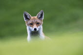 Red fox portrait Chordates,Chordata,Mammalia,Mammals,Carnivores,Carnivora,Dog, Coyote, Wolf, Fox,Canidae,Asia,Africa,Common,Riparian,Terrestrial,Animalia,vulpes,Omnivorous,Vulpes,Urban,Europe,Temperate,Mountains,Agric