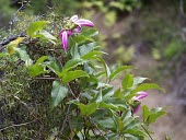 Molokai jack-bean climbing through another plant Mature form,Flower,Plantae,Canavalia,North America,Critically Endangered,Photosynthetic,Tracheophyta,Fabales,molokaiensis,Magnoliopsida,Terrestrial,Leguminosae,Forest,IUCN Red List